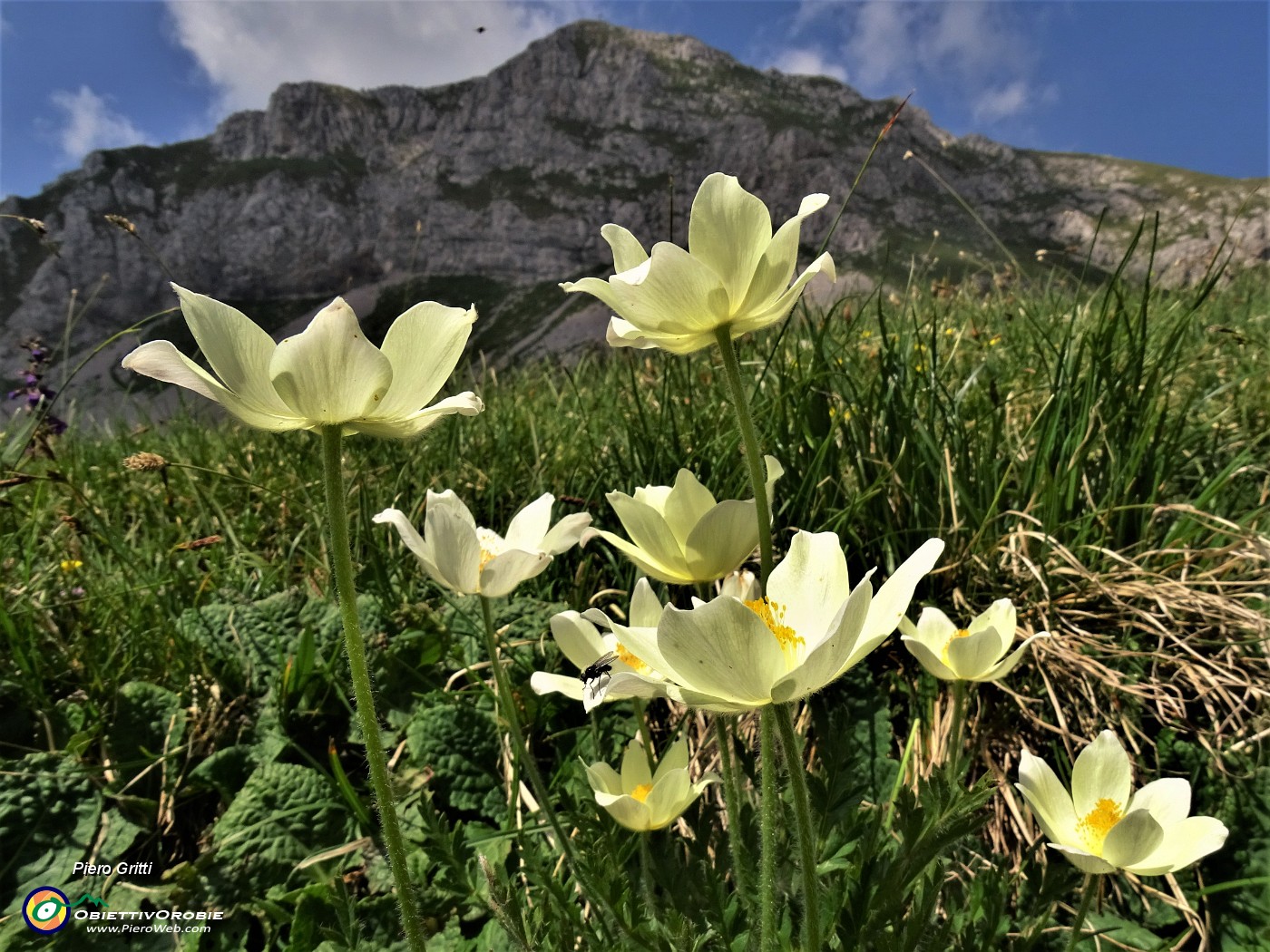 48 Pulsatilla alpina sulphurea (Pulsatilla alpina sulfurea) con vista in Corna Piana.JPG